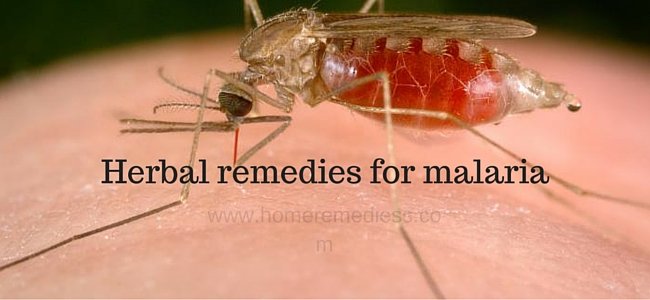 Herbal remedies for malaria