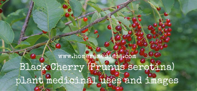 Black Cherry (Prunus serotina) plant medicinal uses and images