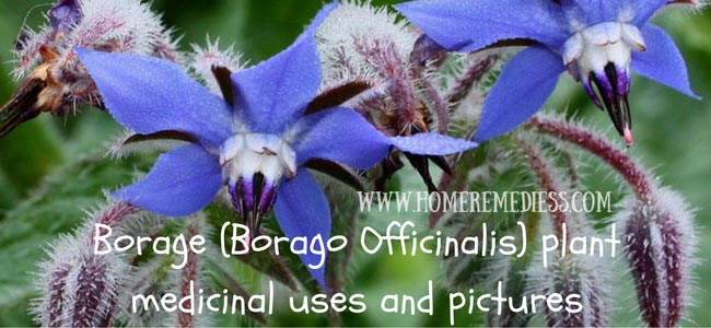 Borage (Borago Officinalis) plant medicinal uses and pictures