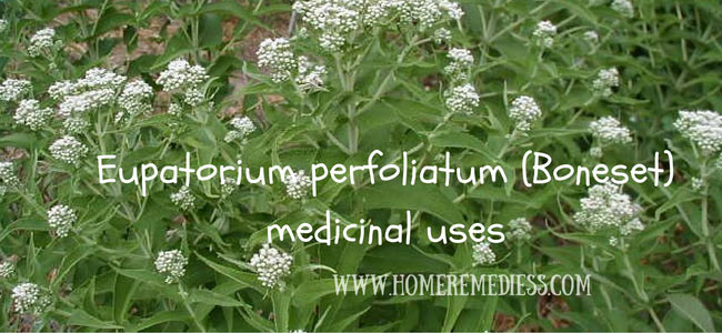 Eupatorium perfoliatum (Boneset) medicinal uses and photos