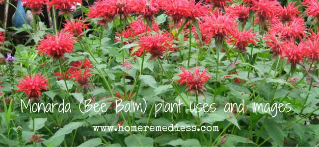 Monarda (Bee Balm) plant uses and images