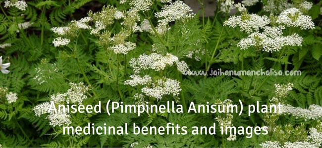 Aniseed (Pimpinella Anisum) plant medicinal benefits