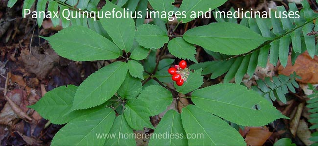 Panax Quinquefolius images and medicinal uses