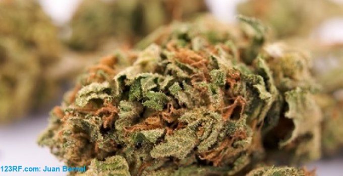 Cannabis information